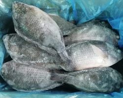 Wholesale Tilapia for Every Market Wholesale Tilapia for Every Market