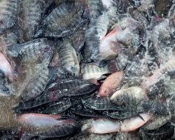 Best-Tilapia-Wholesale Best Tilapia at Wholesale Prices